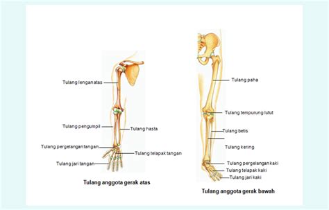 rangka apendikular | PDF Qu es el esqueleto apendicular EMDI