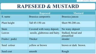 Rapeseed Vs Mustard