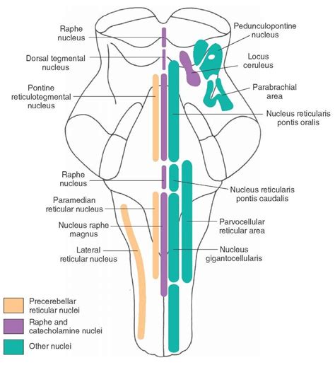 Raphe Nucleus Usmle