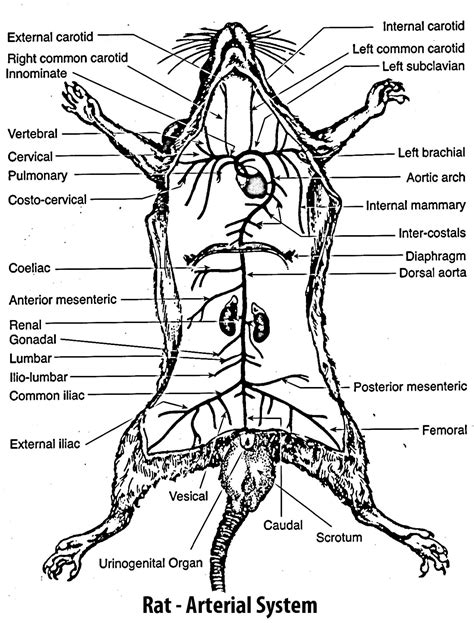 Rat Anatomy And Dissection Guide