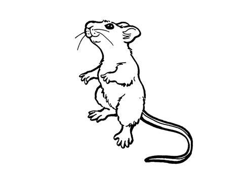 rat dissection coloring pages
