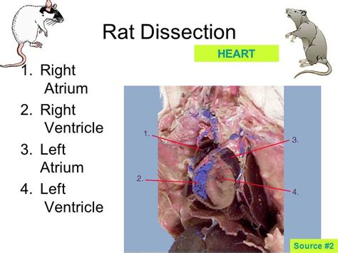 Rat Dissection Lab Answer Key