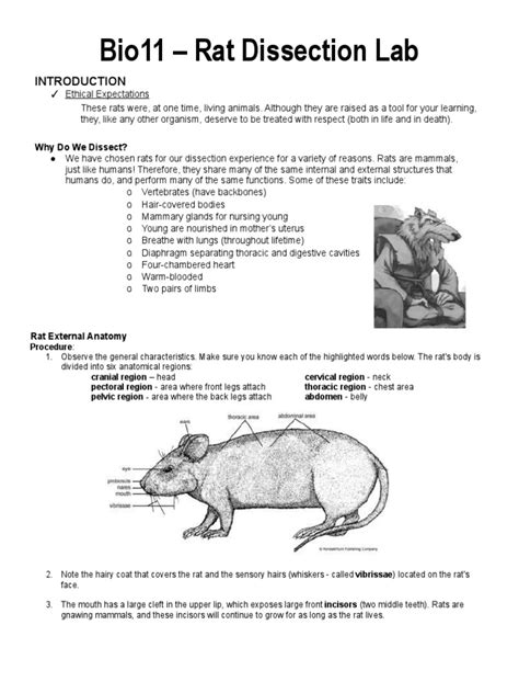 Rat Dissection Lab Report Introduction
