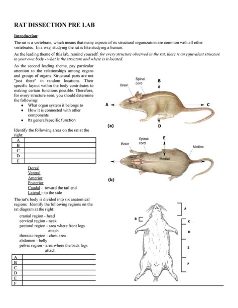 Rat Dissection Lab Sheet Answers