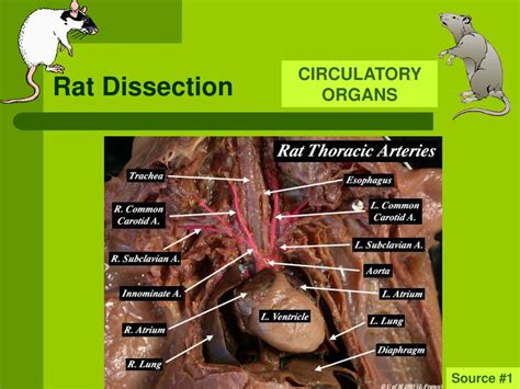 Rat Dissection Labeled