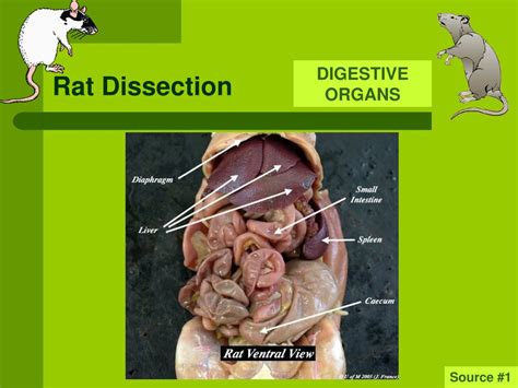 Rat Dissection Quiz
