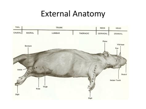 Rat External Anatomy