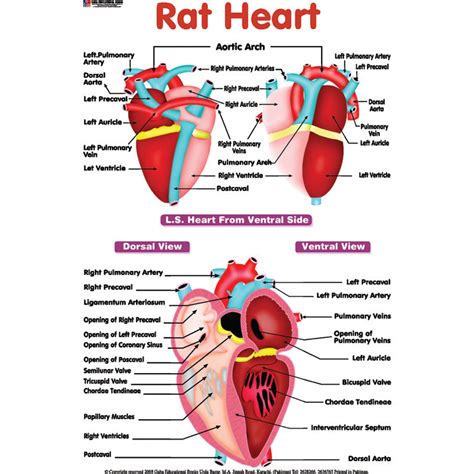 rat heart anatomy