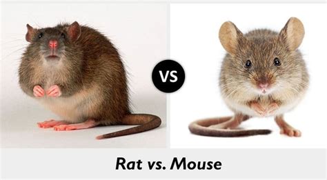 rat mouse 차이