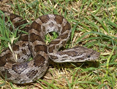rat snake texas