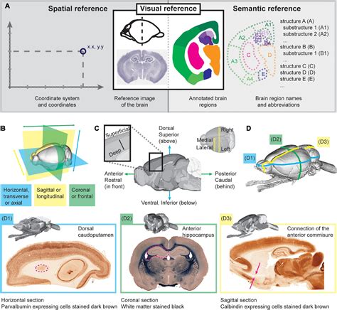 Read Online Rat Brain Dissection Guide 