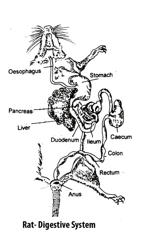Download Rat Diagram Labeled Of The Digestive System 