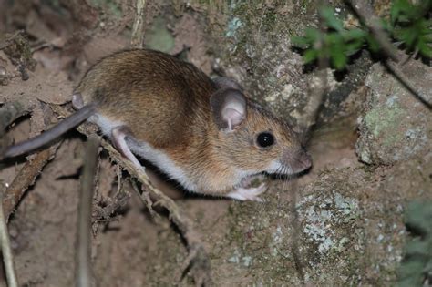 Raton De Campo