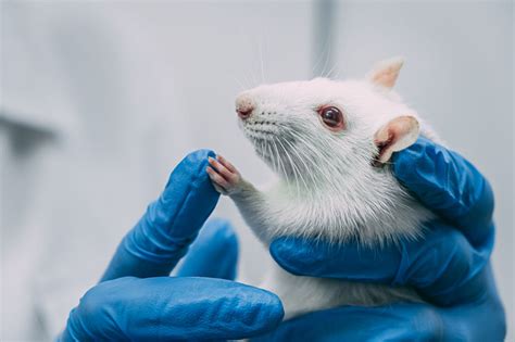 Rats News Science Experiments Rats - Science Experiments Rats