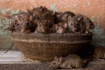 Full Download Rats Observations On The History And Habitat Of Citys Most Unwanted Inhabitants Robert Sullivan 