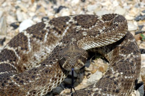 rattle snakes