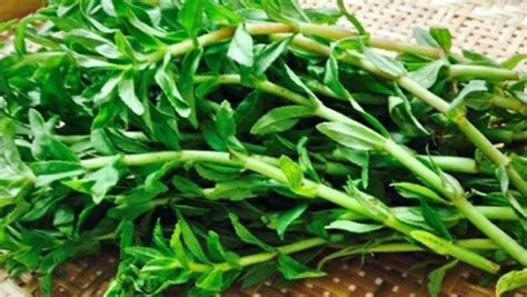 rau ngổ | Rau ng c tc dng g Cng