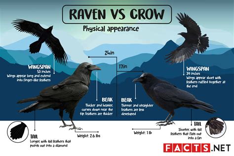 Raven Or Crow