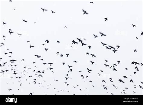 Ravens Flying In A Flock