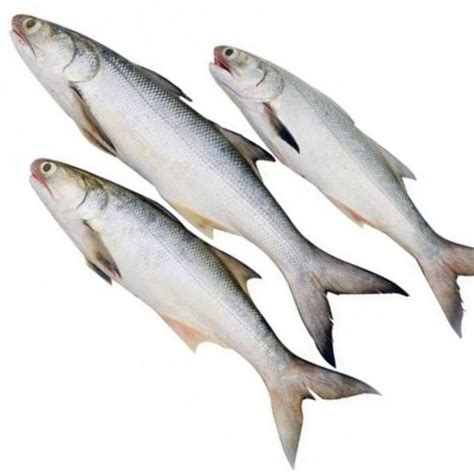Rawas Fish Price