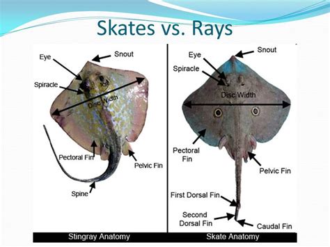 Ray Vs Skate