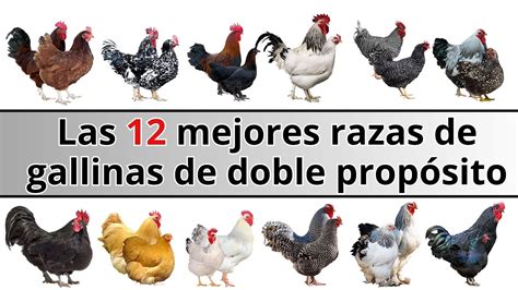 Raza De Gallina