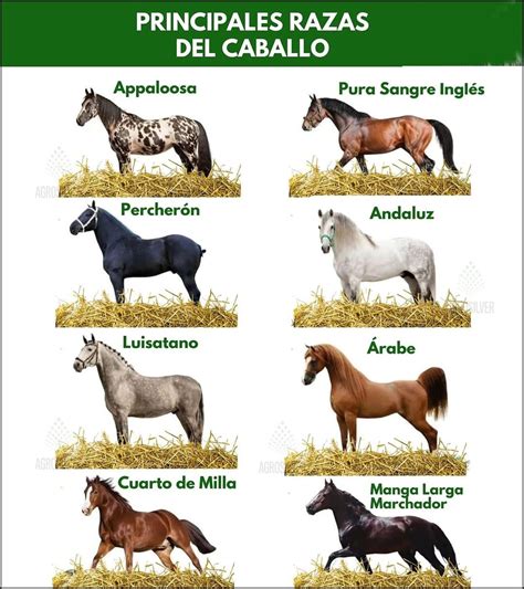 Razas De Caballo