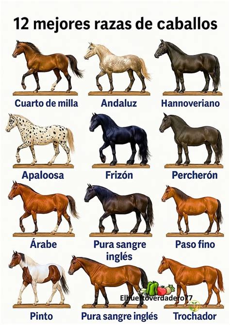 Razas De Caballos