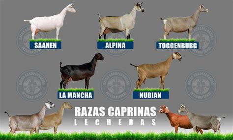 Razas De Cabras