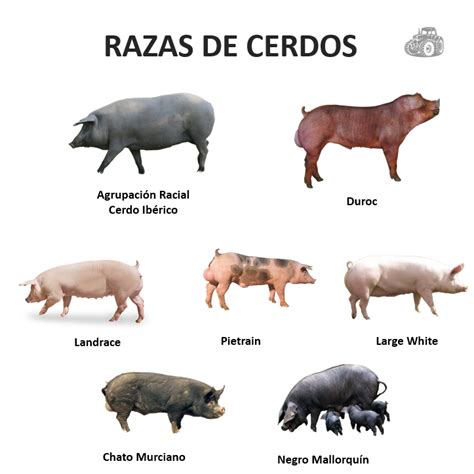 Razas De Cerdos
