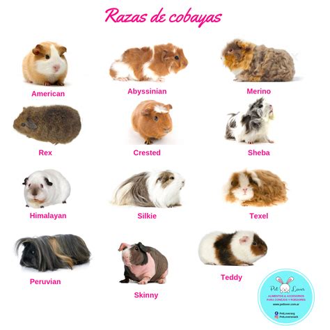 Razas De Cuyos