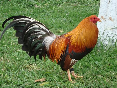 Razas De Gallos