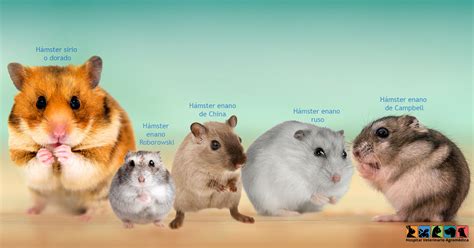 Razas De Hamster