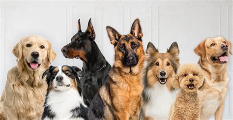 Razas De Perros