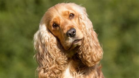 Razas De Perros Cocker Spaniel