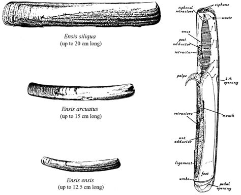 razor clam anatomy