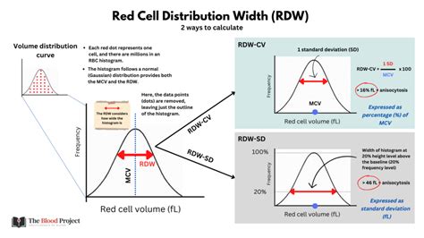 Rdw Cv Red Cell Distribution Width In Lab Rdw Process Math - Rdw Process Math