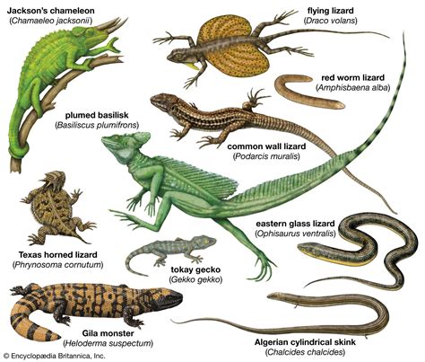Read Download Do You Know Lizards Animals For Lizard Math - Lizard Math