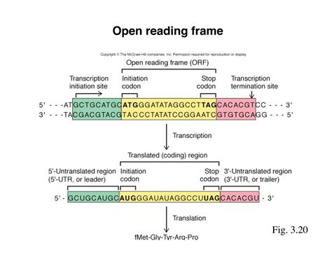 Reading Frame Vs Open Reading Frame