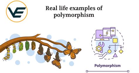 Real Life Example Of Polymorphism