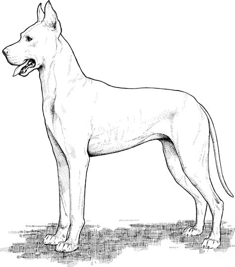Realistic Great Dane Coloring Page Coloringall Great Dane Coloring Page - Great Dane Coloring Page