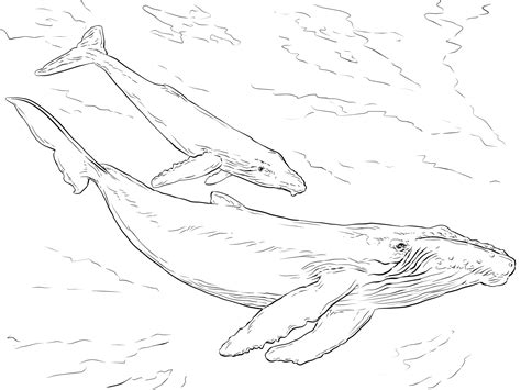 Realistic Humpback Whales Coloring Page Coloringall Humpback Whale Coloring Pages - Humpback Whale Coloring Pages