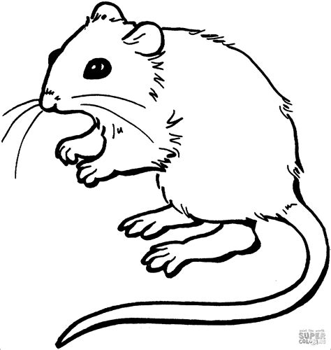 Realistic Mouse Coloring Page