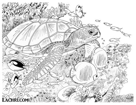 Realistic Sea Turtle Coloring Pages Free Amp Printable Sea Turtle Color Sheet - Sea Turtle Color Sheet