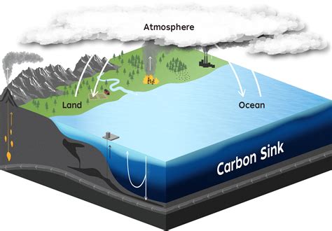 Reassessing Carbon Sinks Science Science Sinks - Science Sinks