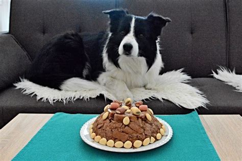 recept na dort pro psa