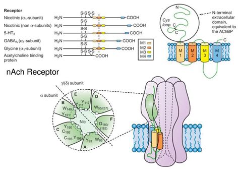 receptor funktion