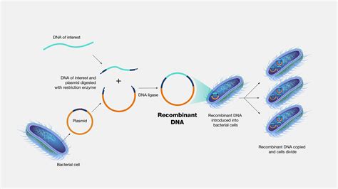 Recombinant Dna Technology I