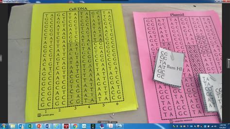 Download Recombinant Paper Plasmids Lab Answers 