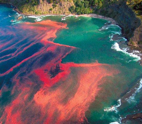 red algal bloom